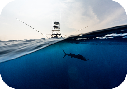 Underwater fishing shot