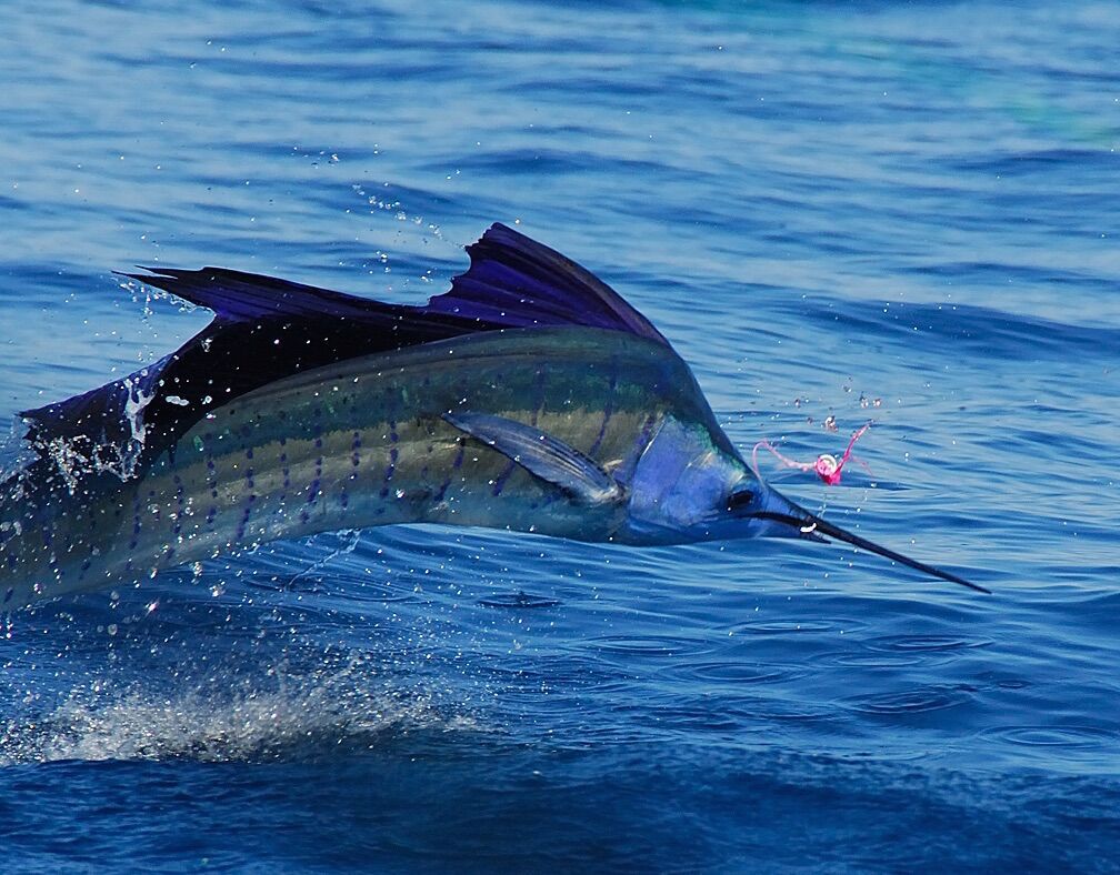 Fly Fishing Rigging for Sailfish