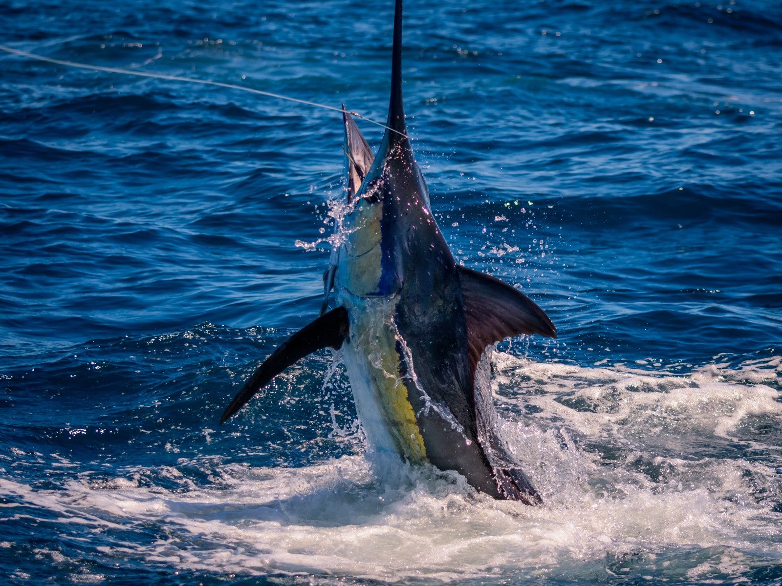 Circle hooks and rigging types used in a study of white marlin